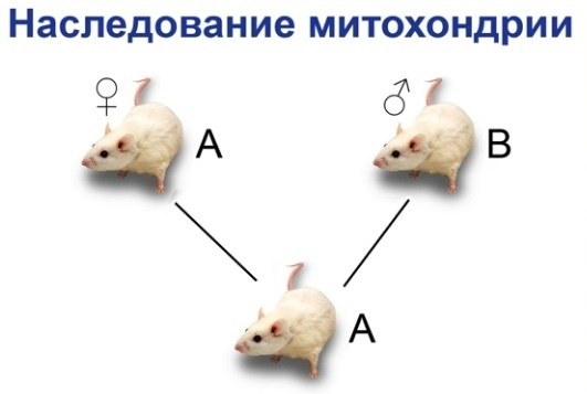 Что такое наследование цитоплазмы?