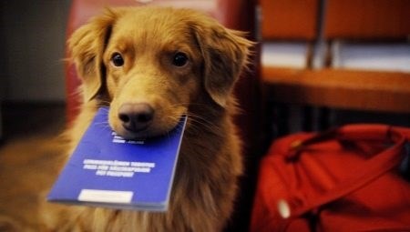 Наказание за нарушение правил владения собаками в квартире